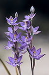 Thelymitra nuda