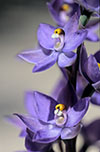Thelymitra nuda