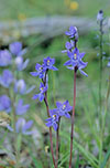 Thelymitra nuda