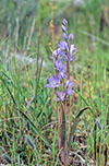 Thelymitra nuda