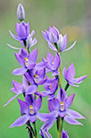 Thelymitra nuda