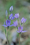 Thelymitra nuda