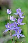 Thelymitra nuda