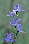 Thelymitra nuda