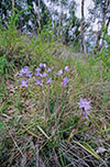 Thelymitra nuda