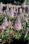 Ptilotus exaltatus