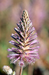 Ptilotus exaltatus