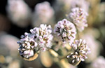 Ptilotus atriplicifolius