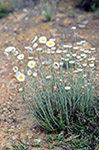 Not identified