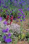 Echium plantagineum
