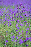 Echium plantagineum