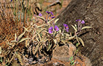 Solanum cleistogamum