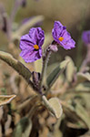 Solanum cleistogamum