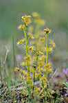 Drosera sp.