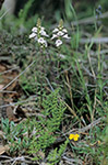 Not identified