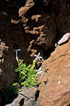 Isotoma petraea