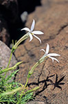Isotoma petraea