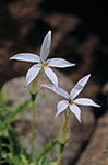 Isotoma petraea