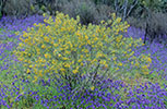 Not identified