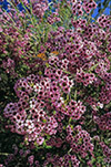 Not identified