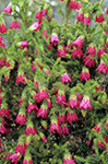 Darwinia lejostyla