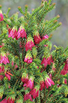 Darwinia lejostyla