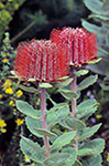 Banksia coccinea