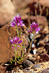 Ptilotus sp.