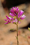 Ptilotus sp.