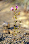 Drosera menziesii