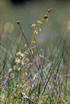 Drosera sp.