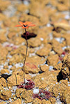Drosera hyperostygma