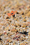 Drosera hyperostygma