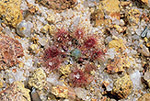 Drosera hyperostygma