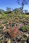 Drosera sp.