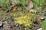Drosera glanduligera