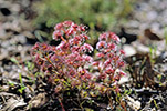 Drosera sp.