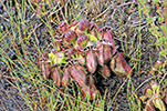 Cephalotus follicularis
