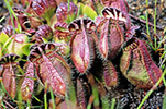 Cephalotus follicularis