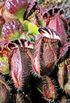 Cephalotus follicularis