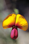 Isotropis cuneifolia