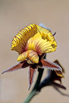 Not identified
