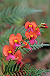 Chorizema glycinifolium