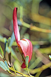 Templetonia retusa