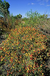 Lechenaultia linarioides