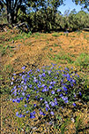 Lechenaultia floribunda