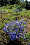 Lechenaultia floribunda