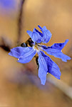 Lechenaultia floribunda