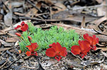 Lechenaultia formosa