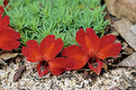 Lechenaultia formosa